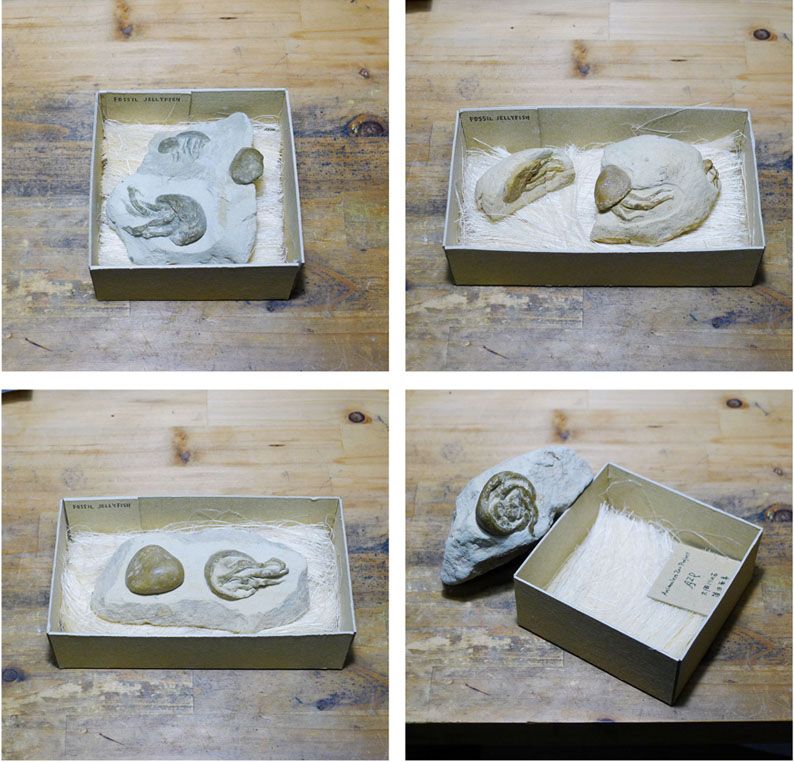 大岡川上流で拾った石を彫ったクラゲの化石