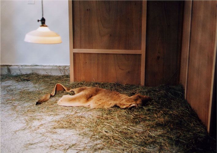 sleeping wallaby 2002.8.30-9.8　インスタレーション 